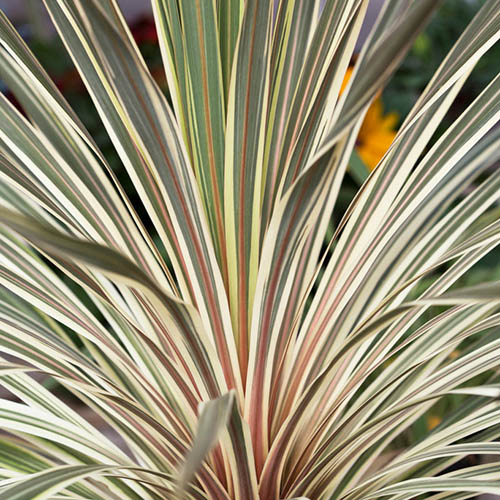 Cordyline australis Torbay Dazzler