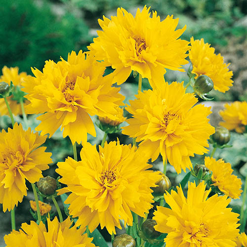 Coreopsis Early Sunrise