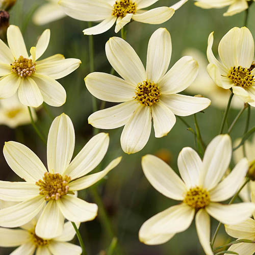 Coreopsis verticillata Moonbeam