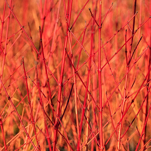 Cornus Midwinter Fire