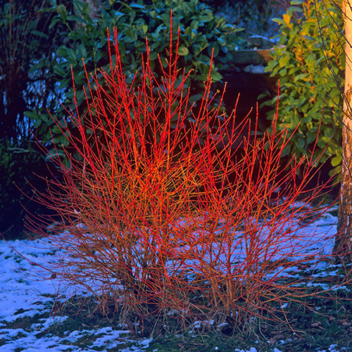 Cornus sanguinea Midwinter Fire