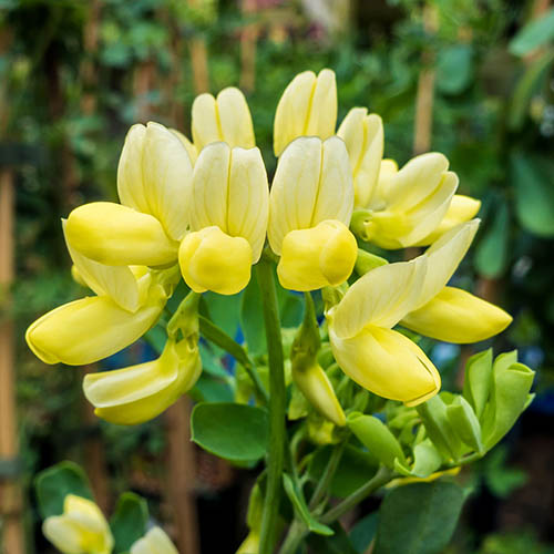 Coronilla glauca Citrina