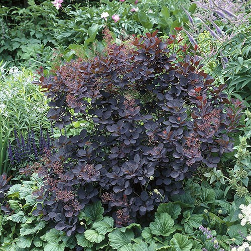 Cotinus coggygria Royal Purple - Smoke Bush