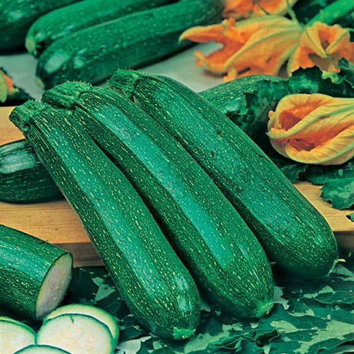 Courgette All Green Bush Seeds