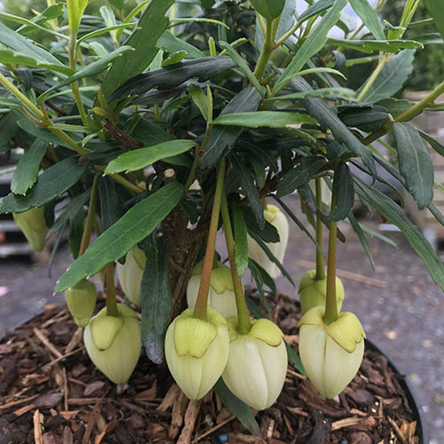 Crinodendron Alf Robbins 9cm