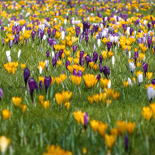 Crocus Large Flowered Mixed 30 bulbs