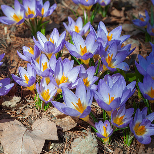 Crocus Tricolor