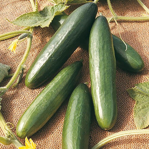 Cucumber La Diva Seeds