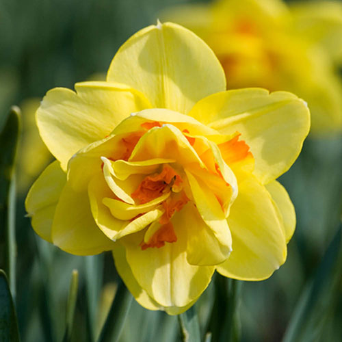 Daffodil Tahiti