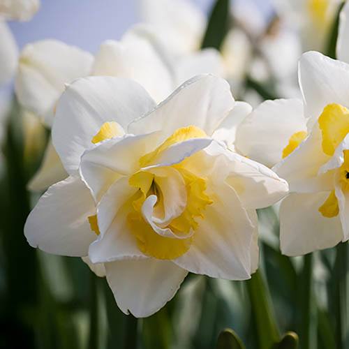 Daffodil White Lion