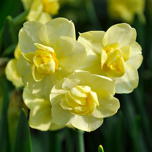 Daffodil Yellow Cheerfulness