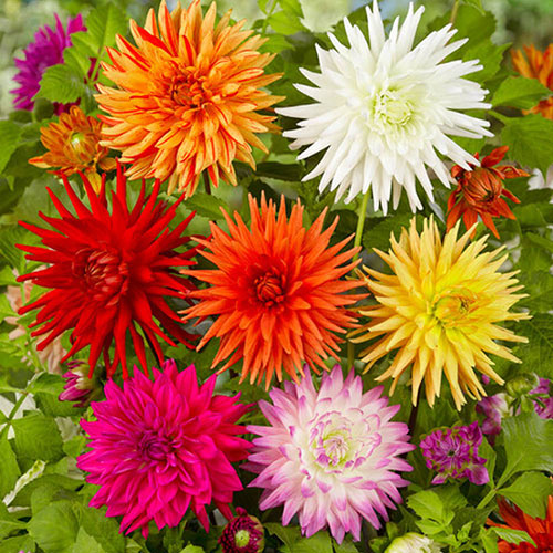 Dahlia Cactus Mixed