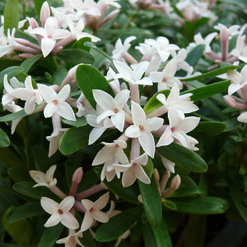 Daphne Eternal Fragrance