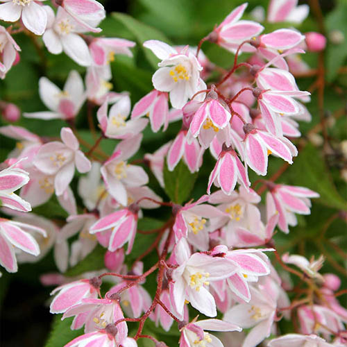 Deutzia Yuki Cherry Blossom