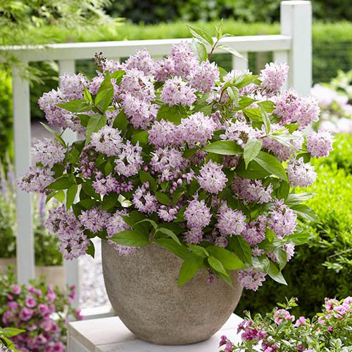 Deutzia hybrida Rasberry Sundae