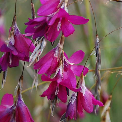 Dierama Blackberry Bells