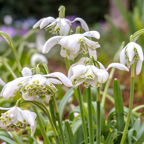 Double-Flowered Snowdrops In The Green