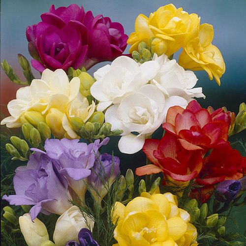 Double Freesias Mixed