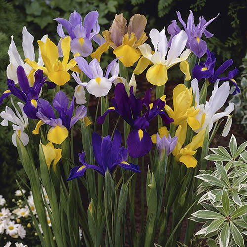 Dutch Iris Mix