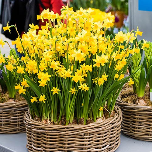 Dwarf Daffodil Narccisus Tête-à-Tête