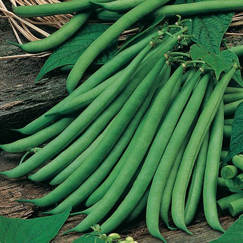 Dwarf French Bean Ferrari Seeds