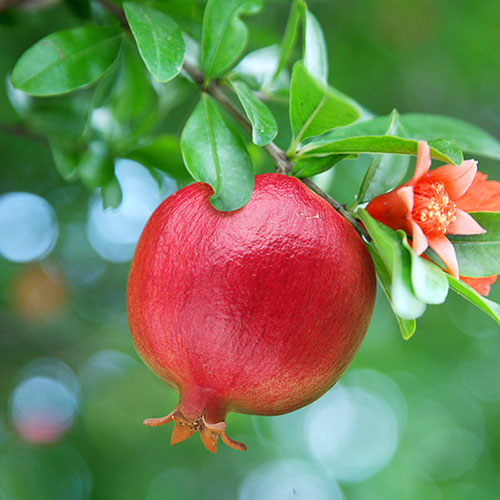 Dwarf Pomegranate Punica Nana