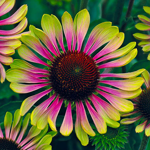 Echinacea Green Twister