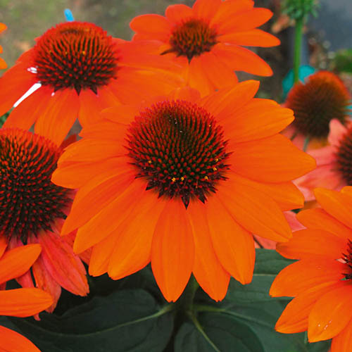 Echinacea Hybrida Papallo Orange