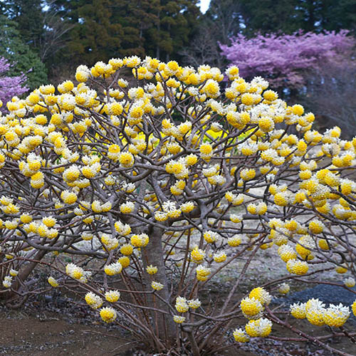 Edgeworthia chrysantha Grandiflora Paper Bush 3L