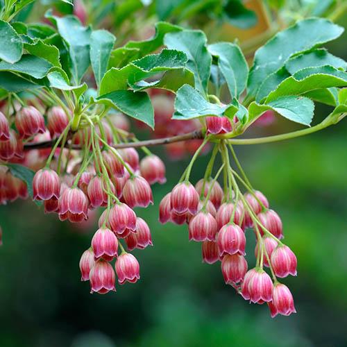 Enkianthus campanulatus Red Bells