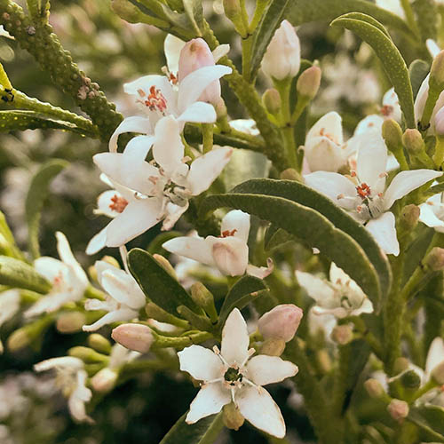 Eriostemon myoporoides White Star