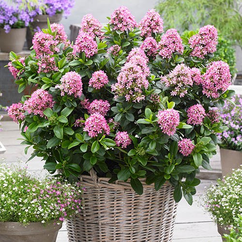 Escallonia Pink Elle