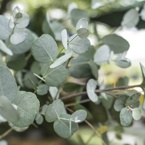 Eucalyptus Gunnii Bush 14cm