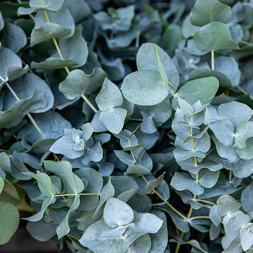 Eucalyptus gunnii Baby Blue