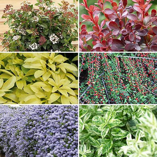 Evergreen Shrub Collection