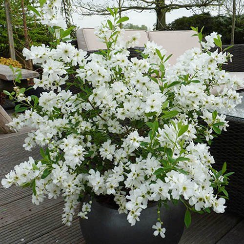 Exochorda racemosa Niagara