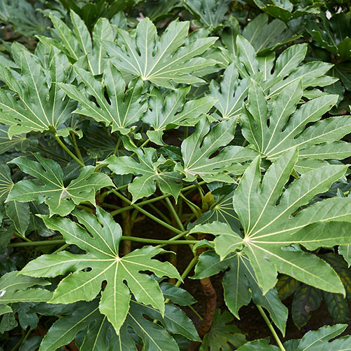 Fatsia japonica - Castor Oil Plant