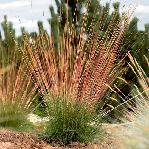 Festuca Sunrise