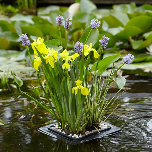 Floating Pond Plant Raft