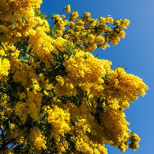 Flowering Mimosa Bush