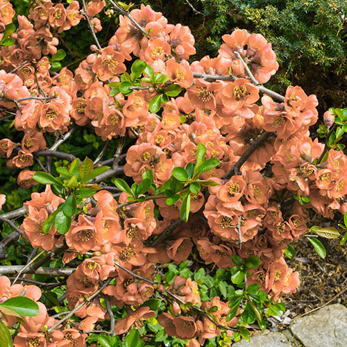 Flowering Ornamental Quince Chaenomeles x superba Orange Trail