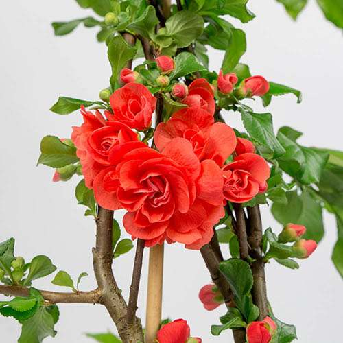 Flowering Quince Orange Storm