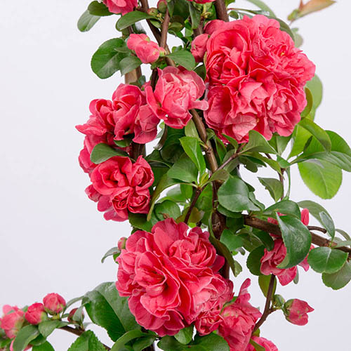 Flowering Quince Pink Storm