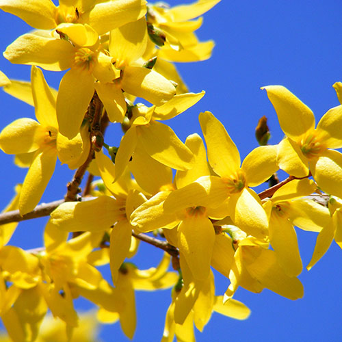 Forsythia intermedia Minigold