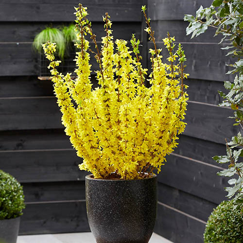 Forsythia x intermedia Mikador