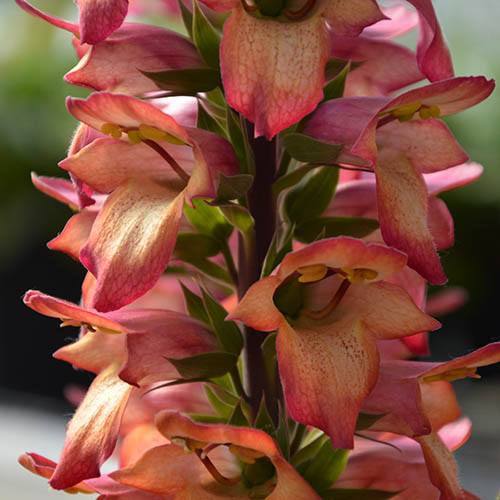 Foxglove Digitalis Illumination Flame