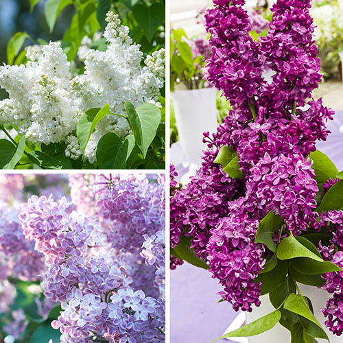 Fragrant French Lilac Collection