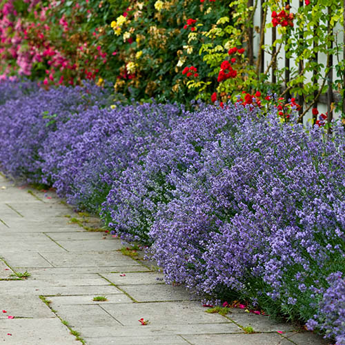 Fragrant Lavender Collection