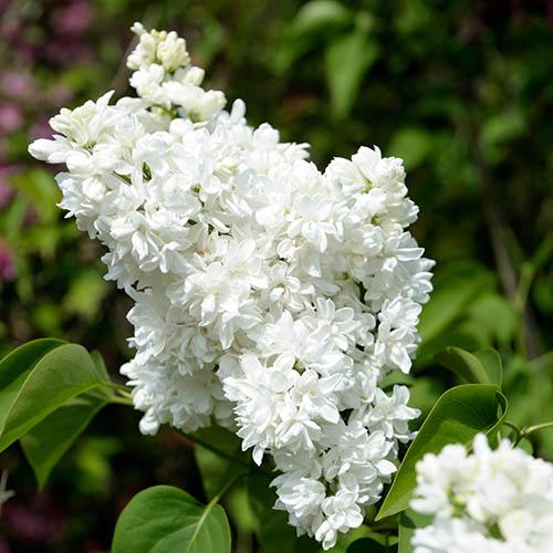 French Lilac Syringa vulgaris 'Madame Lemoine