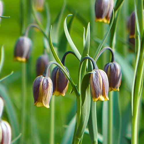 Fritillaria uva-vulpis (Foxs Grape)